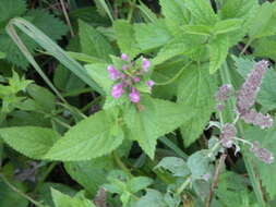 Image of Stachys ambigua Sm.