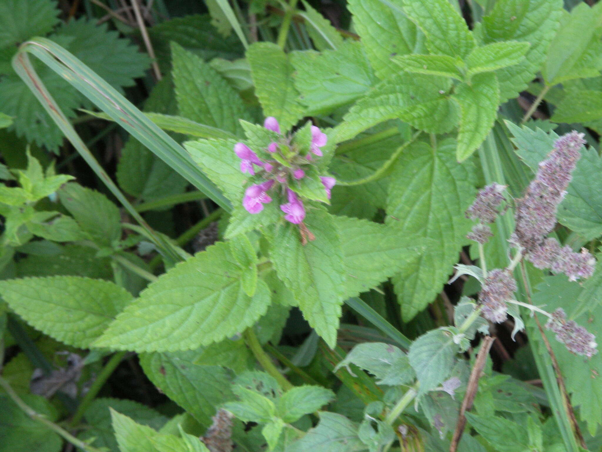 Image of Stachys ambigua Sm.