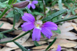 Слика од Scaevola ramosissima (Smith) K. Krause