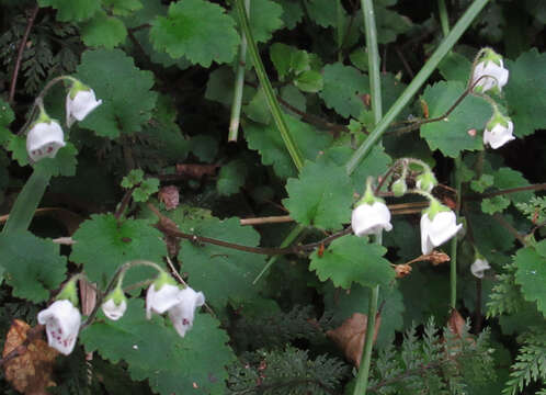 Image of Jovellana repens (Hook. fil.) Kränzl.