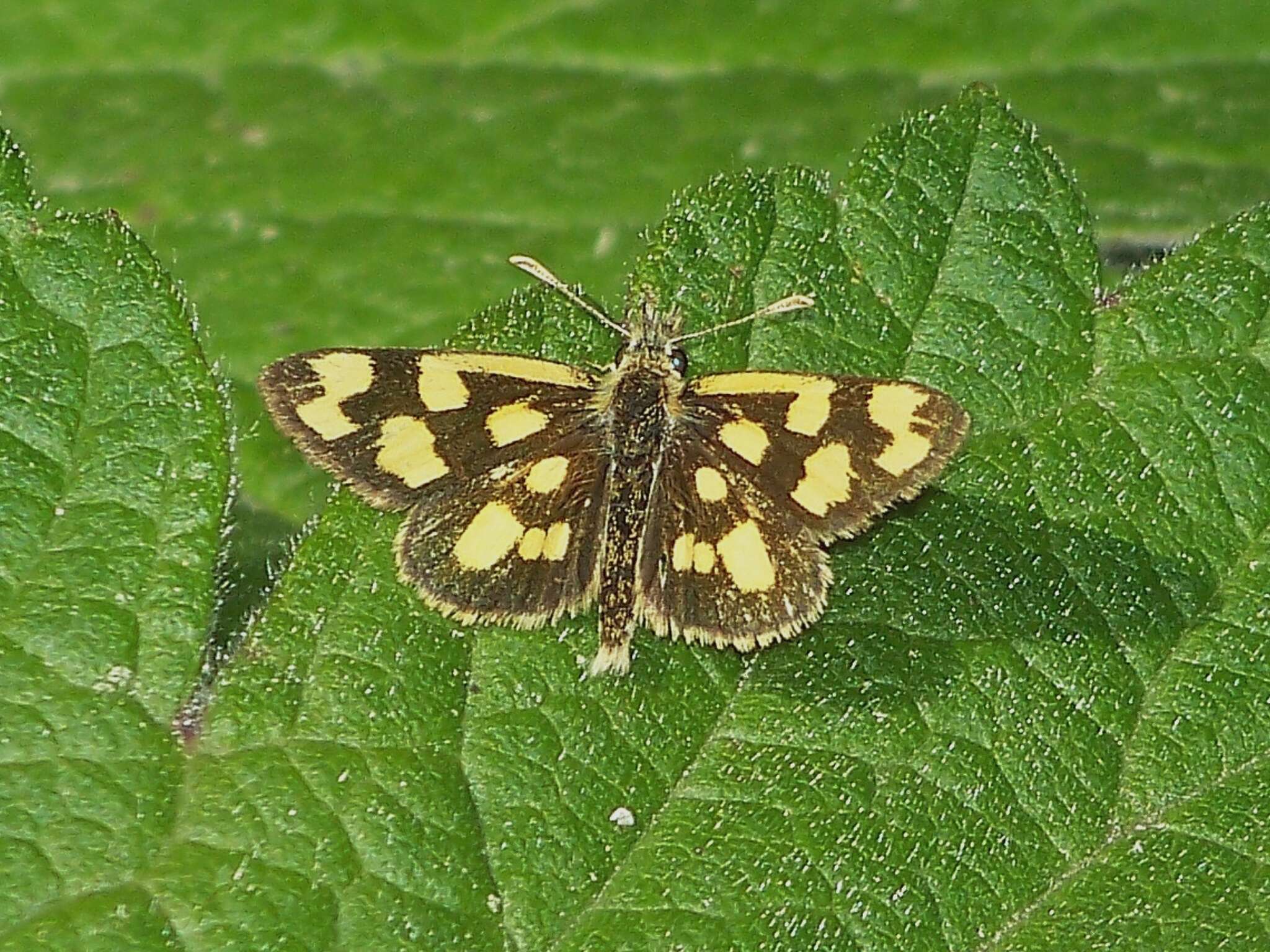 Image of Carterocephalus alcinoides Lee 1962