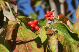 Image of flowering dogwood