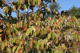 Image of flowering dogwood