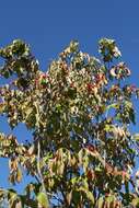 Image of flowering dogwood