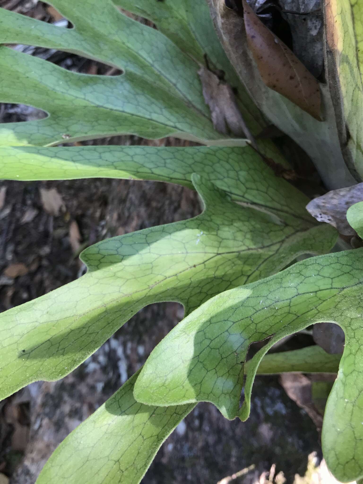 Image of staghorn fern