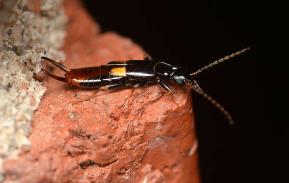 Image of Earwig