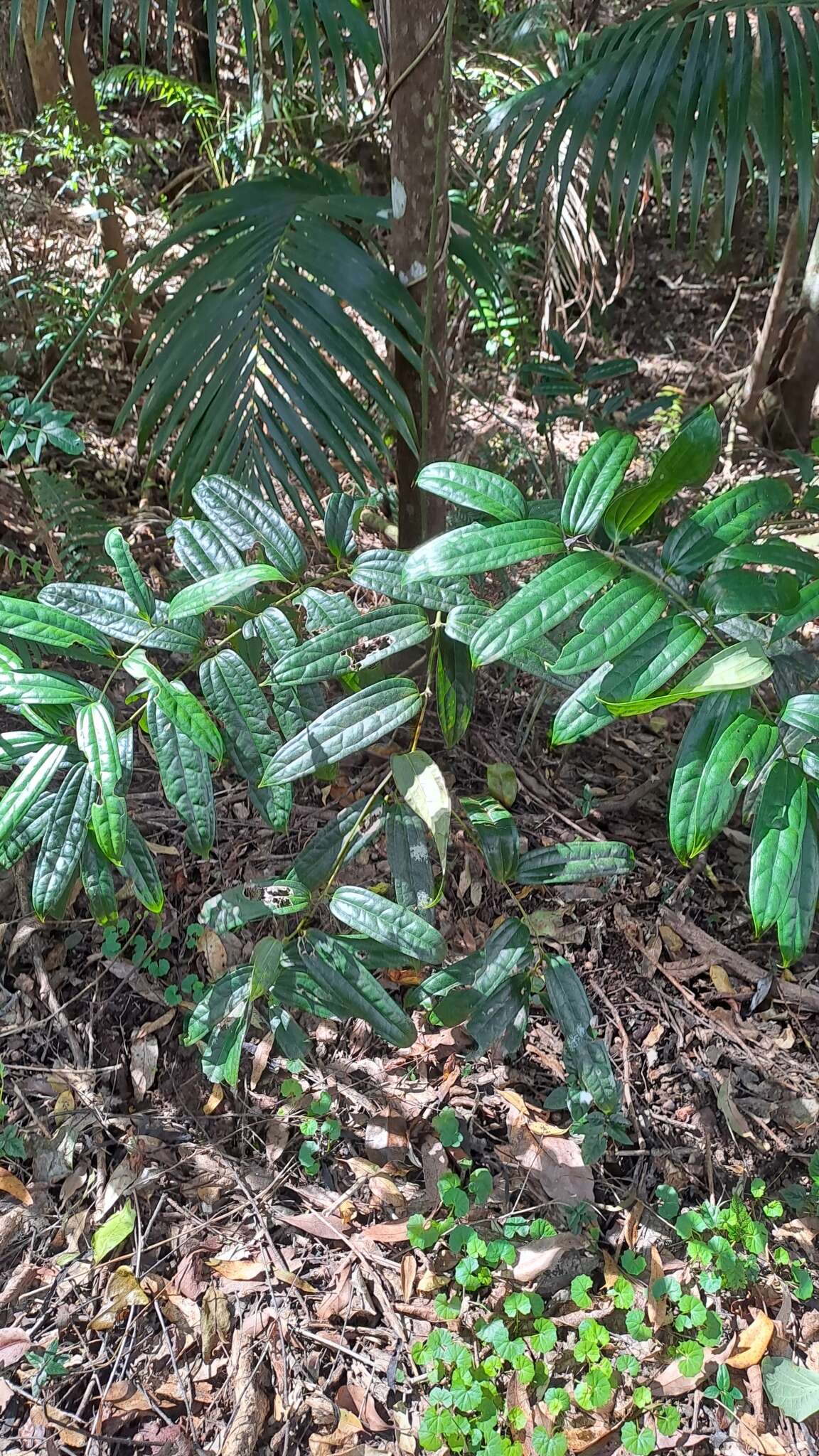 Sivun Ripogonum discolor F. Muell. kuva