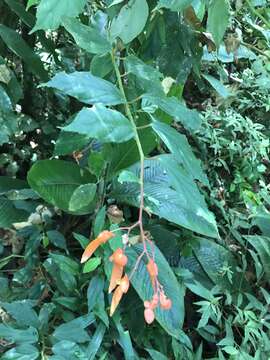 Image of Begonia rossmanniae A. DC.