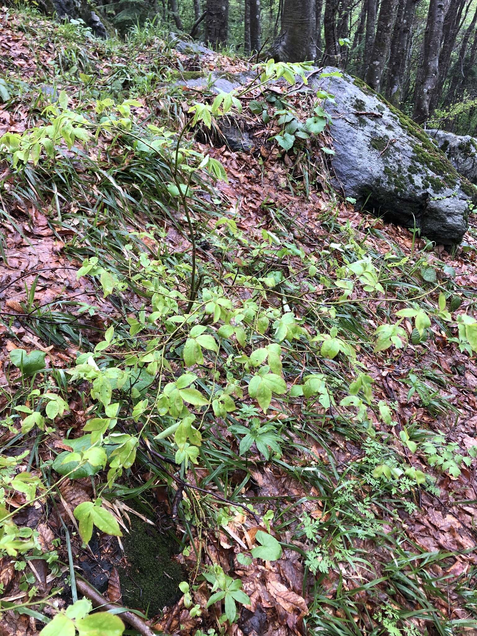 Image of Vaccinium arctostaphylos L.