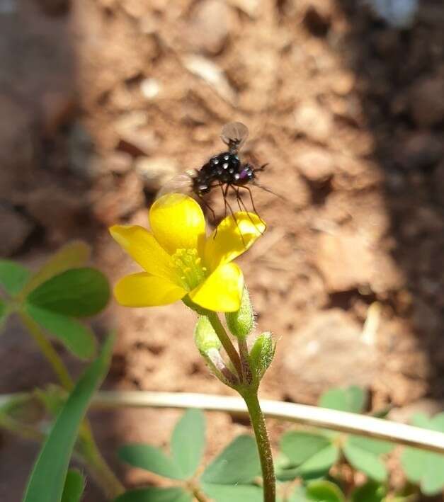 Imagem de Bombylella delicata (Wiedemann 1830)