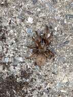 Image of Stanford Hills Trapdoor Spider