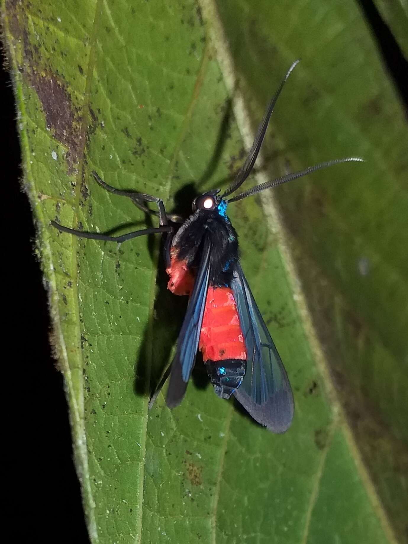 Image of Cosmosoma zurcheri Druce 1894