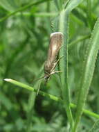 Image of Hypochalcia decorella Hübner
