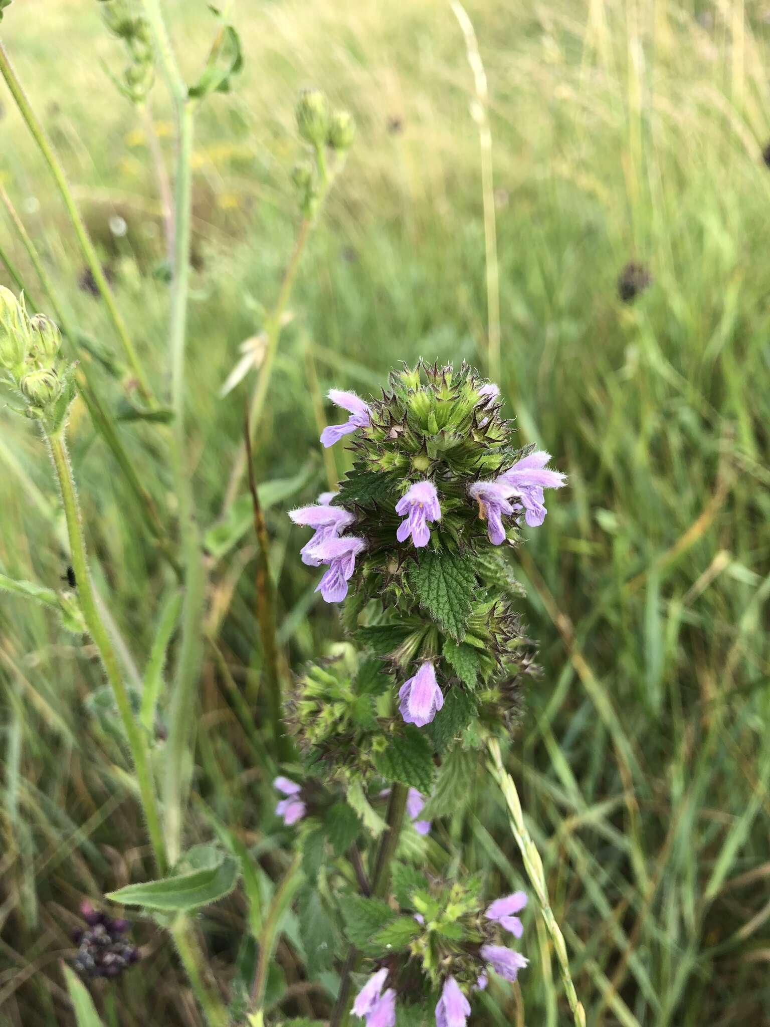 Image of black horehound