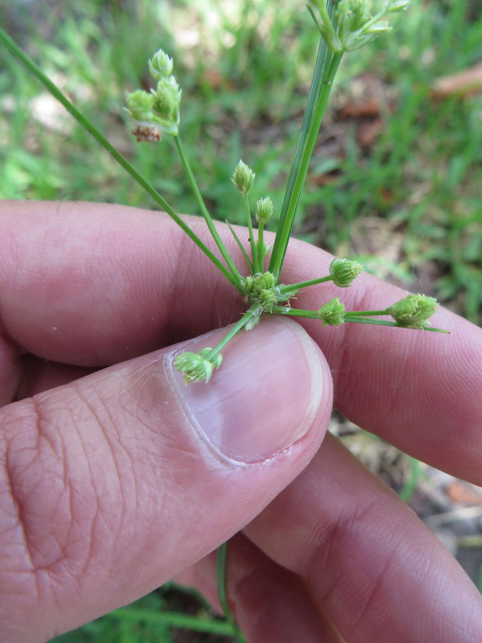 Plancia ëd Cyperus surinamensis Rottb.