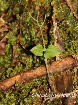 Image of Neottia japonica (Blume) Szlach.