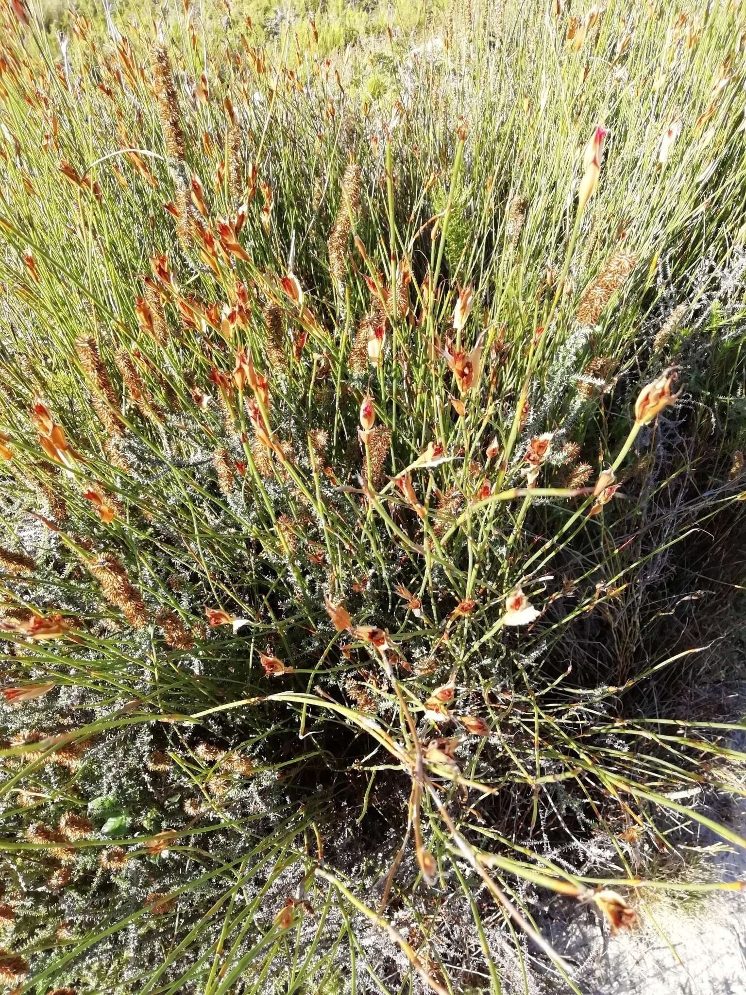 Image of Willdenowia glomerata (Thunb.) H. P. Linder