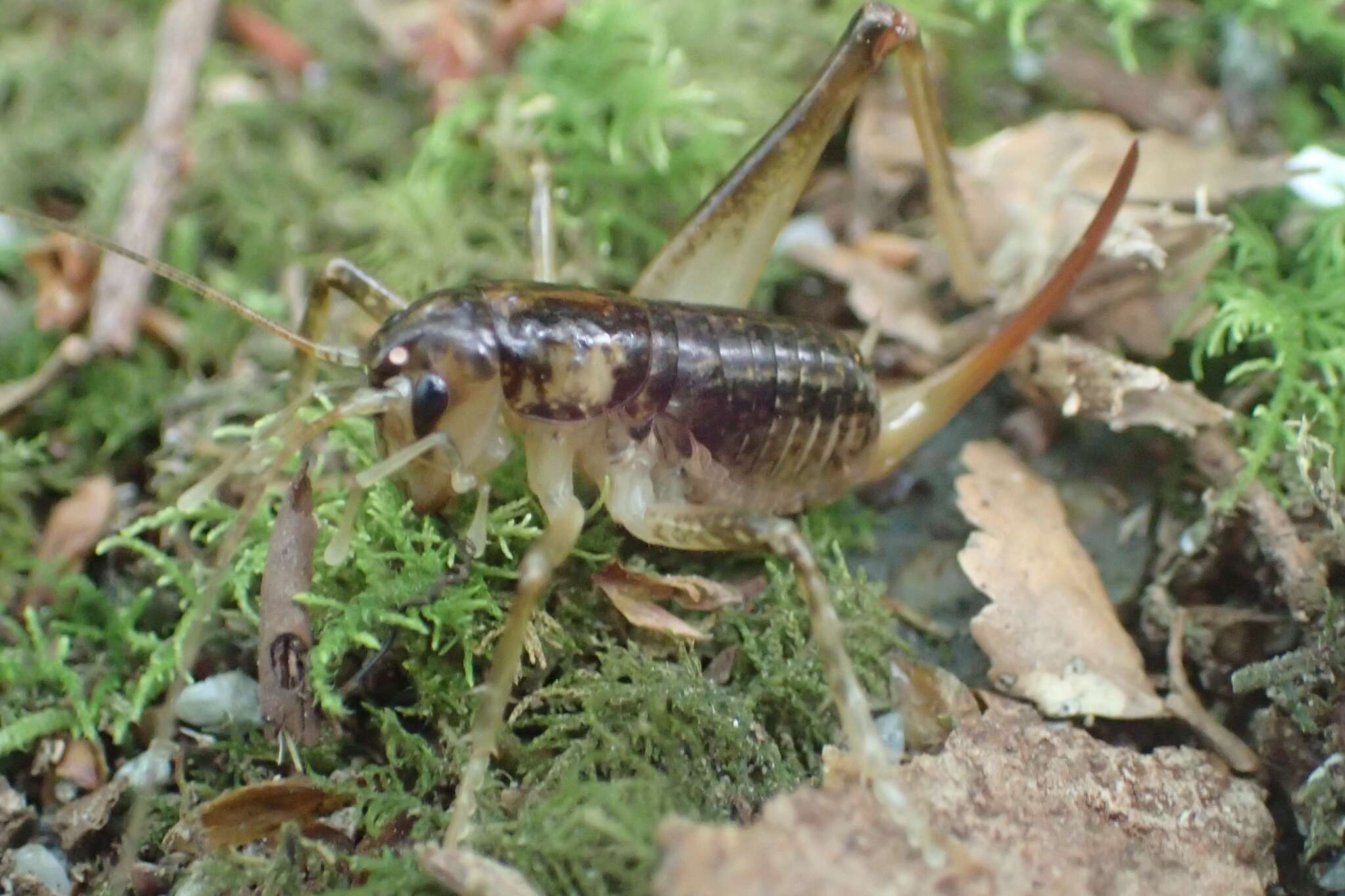 Image of Hemiandrus maculifrons (Walker & F. 1869)