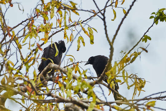 Слика од Molothrus oryzivorus (Gmelin & JF 1788)