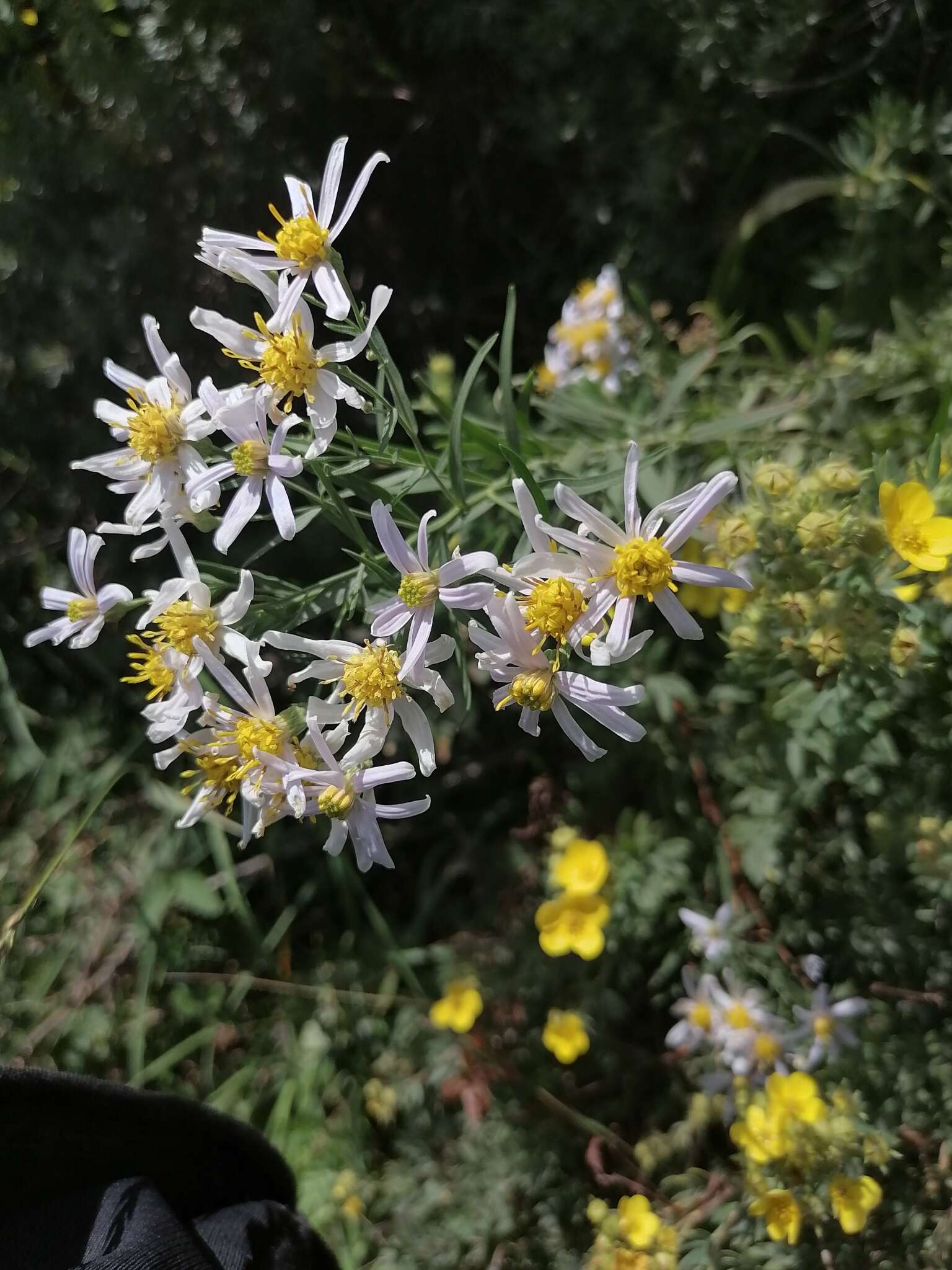 Image of Galatella hauptii (Ledeb.) Lindl. ex DC.