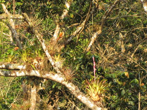 Image of Tillandsia lucida É. Morren ex Baker