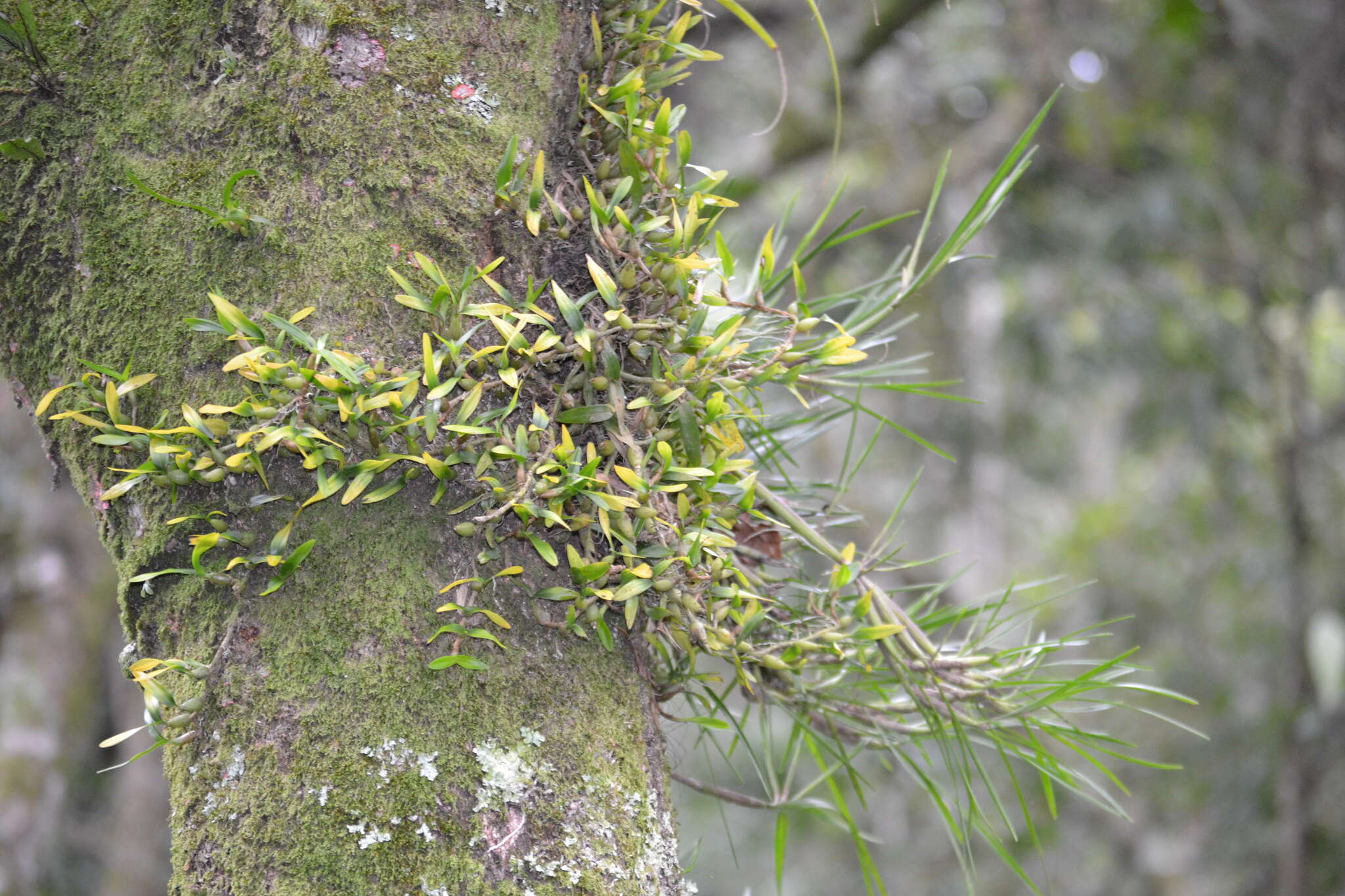 Image of Dinema polybulbon (Sw.) Lindl.