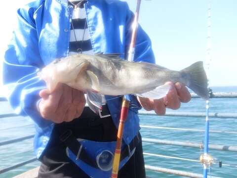 Image of Barred sand bass