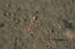 Image of Arctopoa subfastigiata (Trin.) Prob.