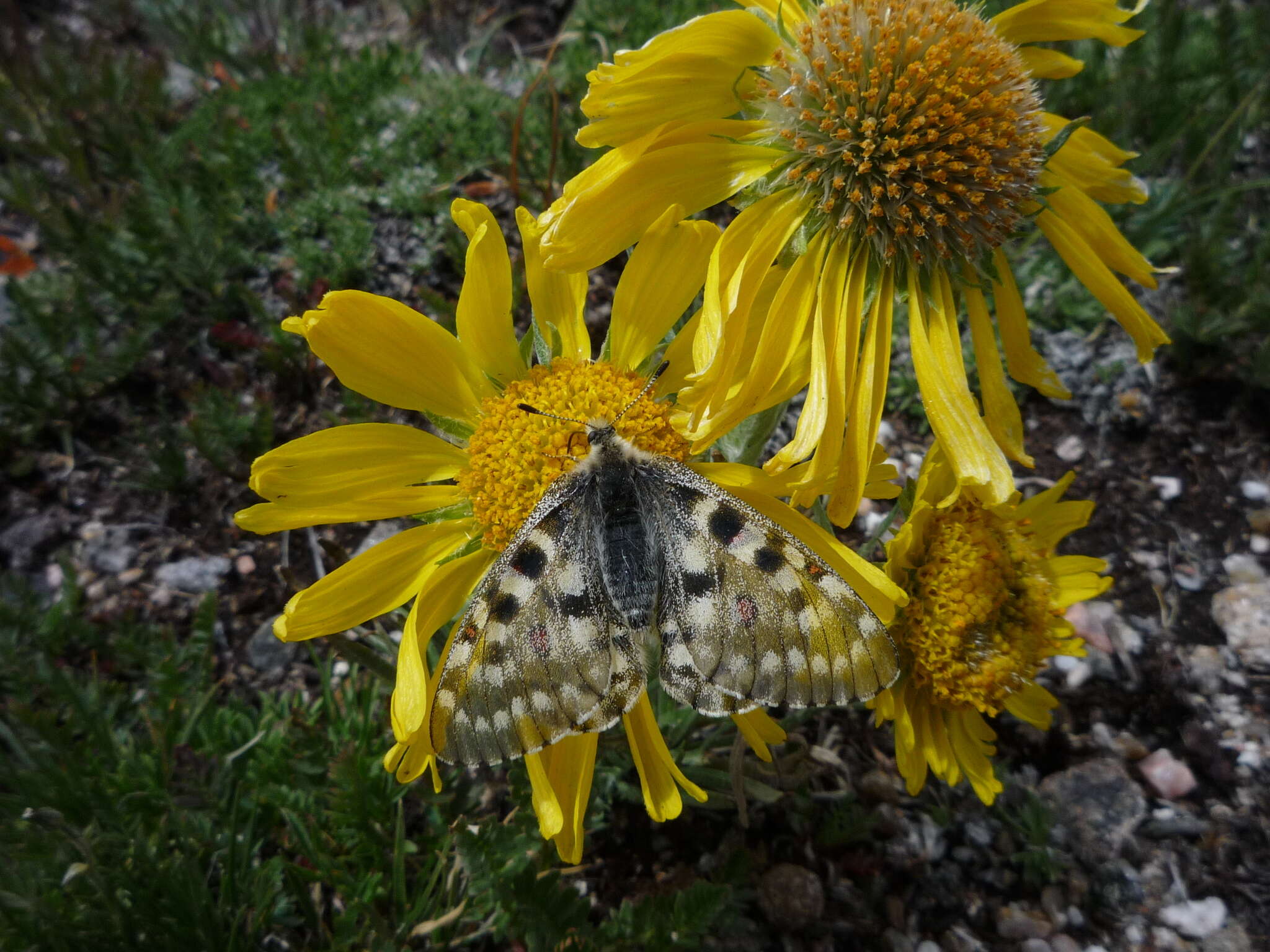 Image of Rocky Mountain Parnassian