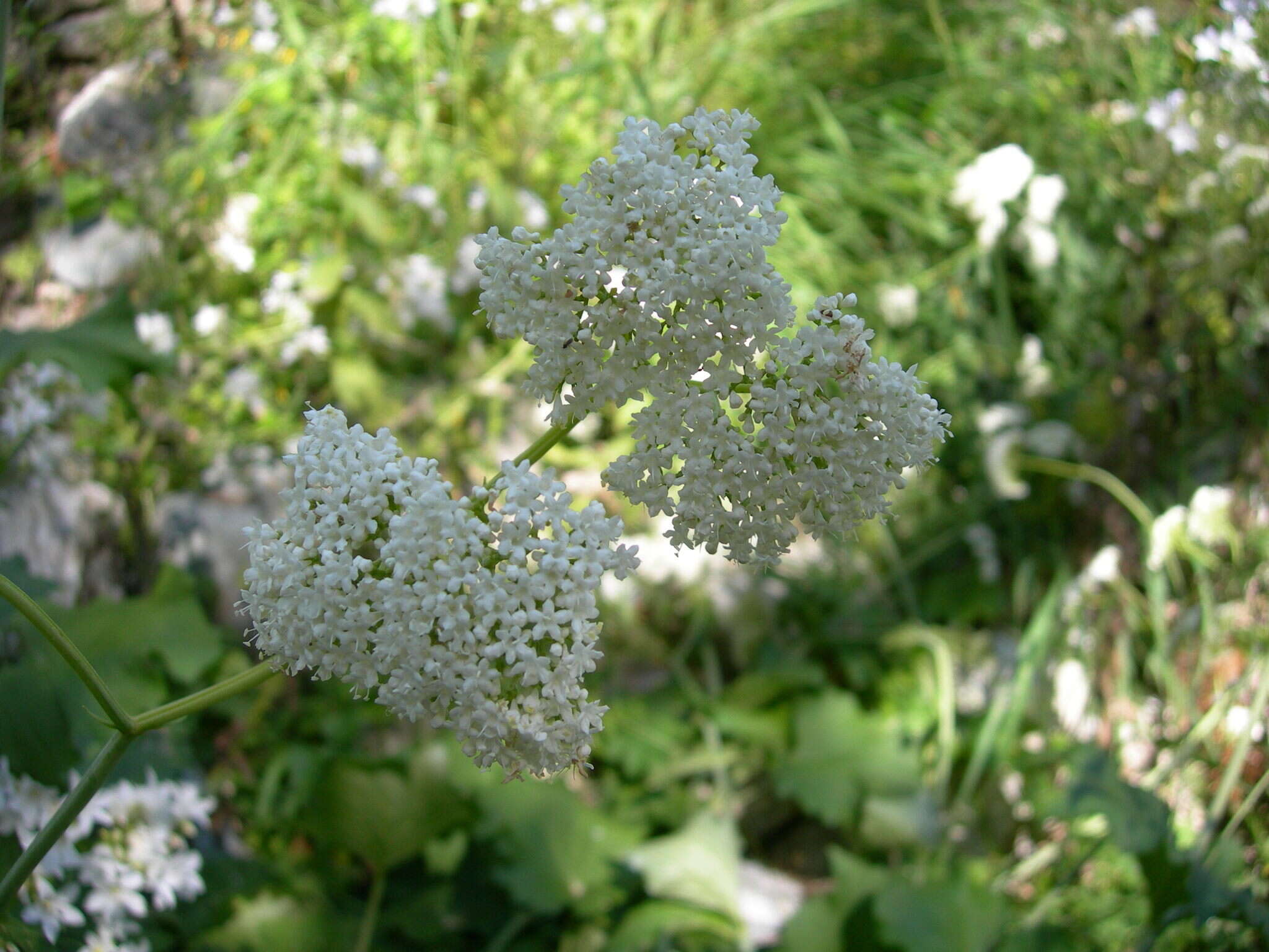 Image of Valeriana alliariifolia var. tiliifolia (Troitzk.) V. Avet.