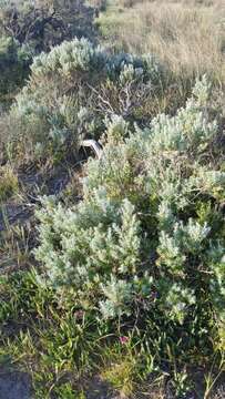 Image of Coast Daisy-bush