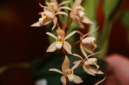 Image of Coelogyne flaccida Lindl.