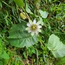 Image of Passiflora pascoensis L. K. Escobar