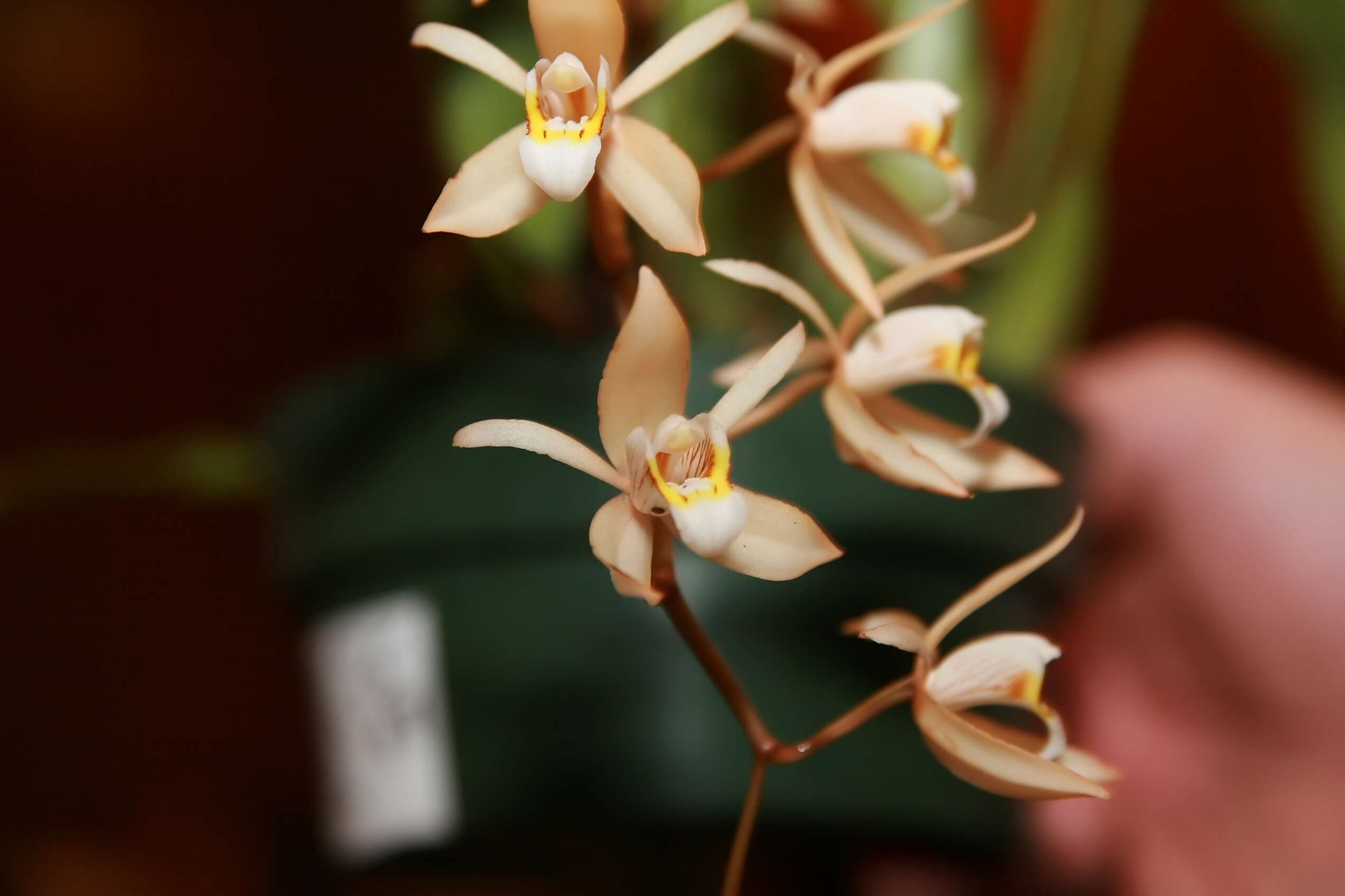 Image of Coelogyne flaccida Lindl.