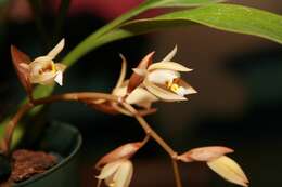 Image of Coelogyne flaccida Lindl.