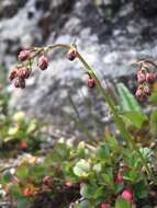 Plancia ëd Thalictrum alpinum L.