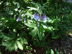 Image of tall fringed bluebells