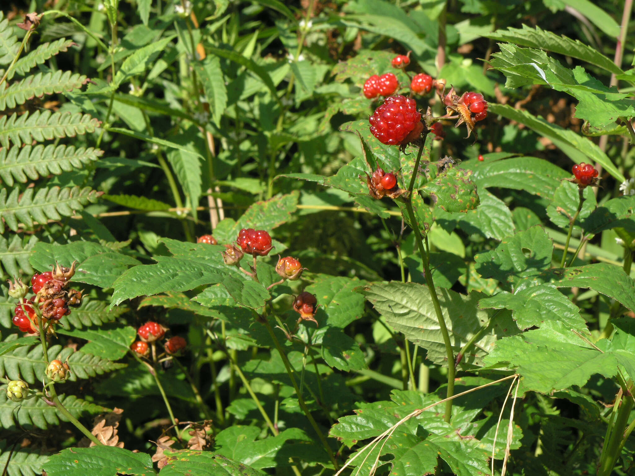 Слика од Rubus crataegifolius Bunge