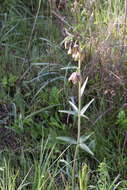 Image of checker lily