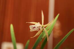 Image of × Brassoepidendrum