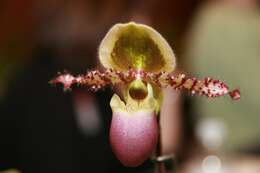 Image de Paphiopedilum liemianum (Fowlie) K. Karas. & K. Saito