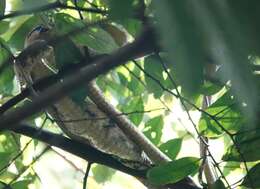 Image of Dog-toothed Cat Snake