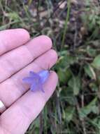 Imagem de Campanula alaskana (A. Gray) W. Wight ex J. P. Anderson