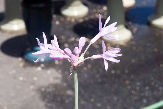 Tulbaghia violacea Harv. resmi