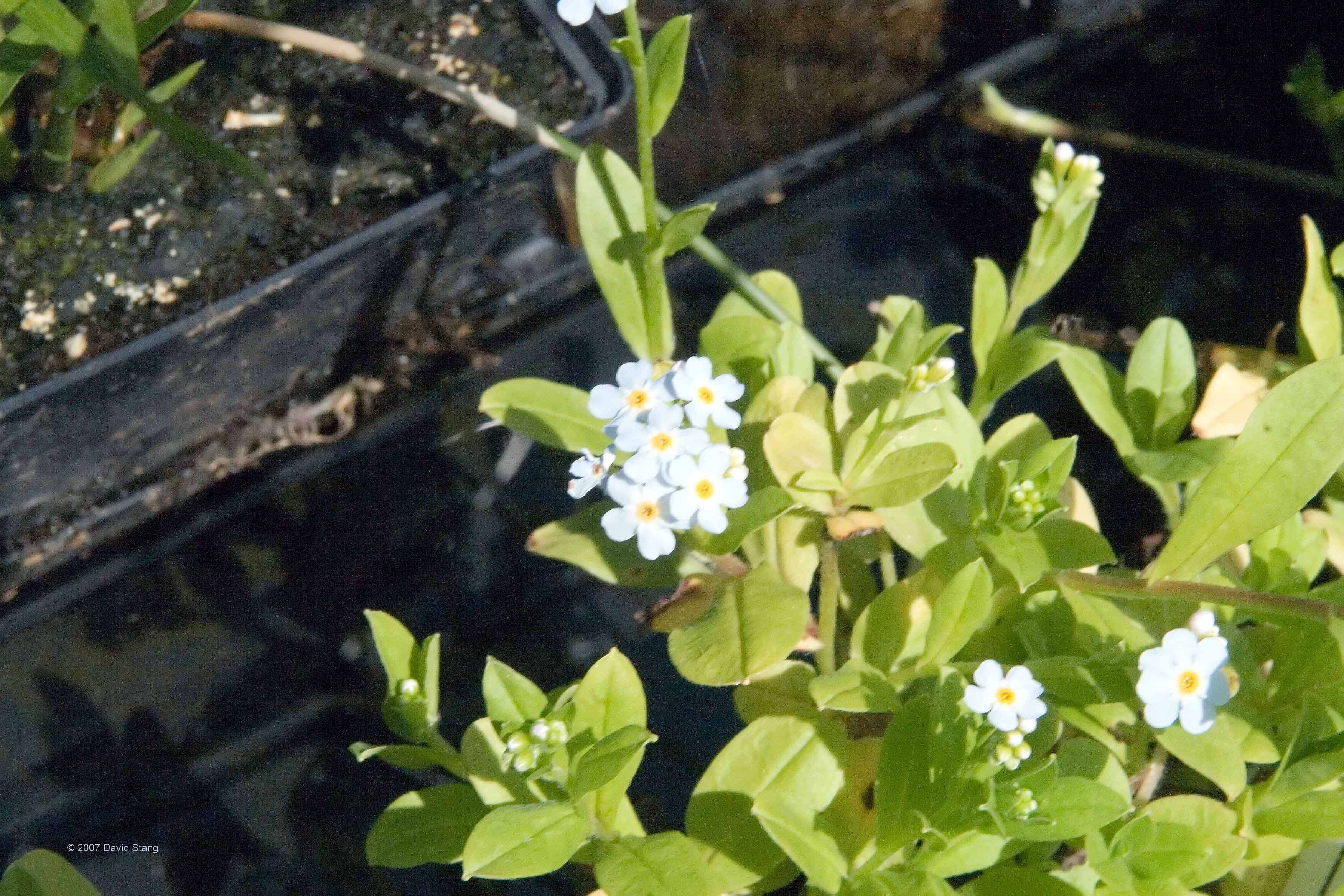 Image of true forget-me-not