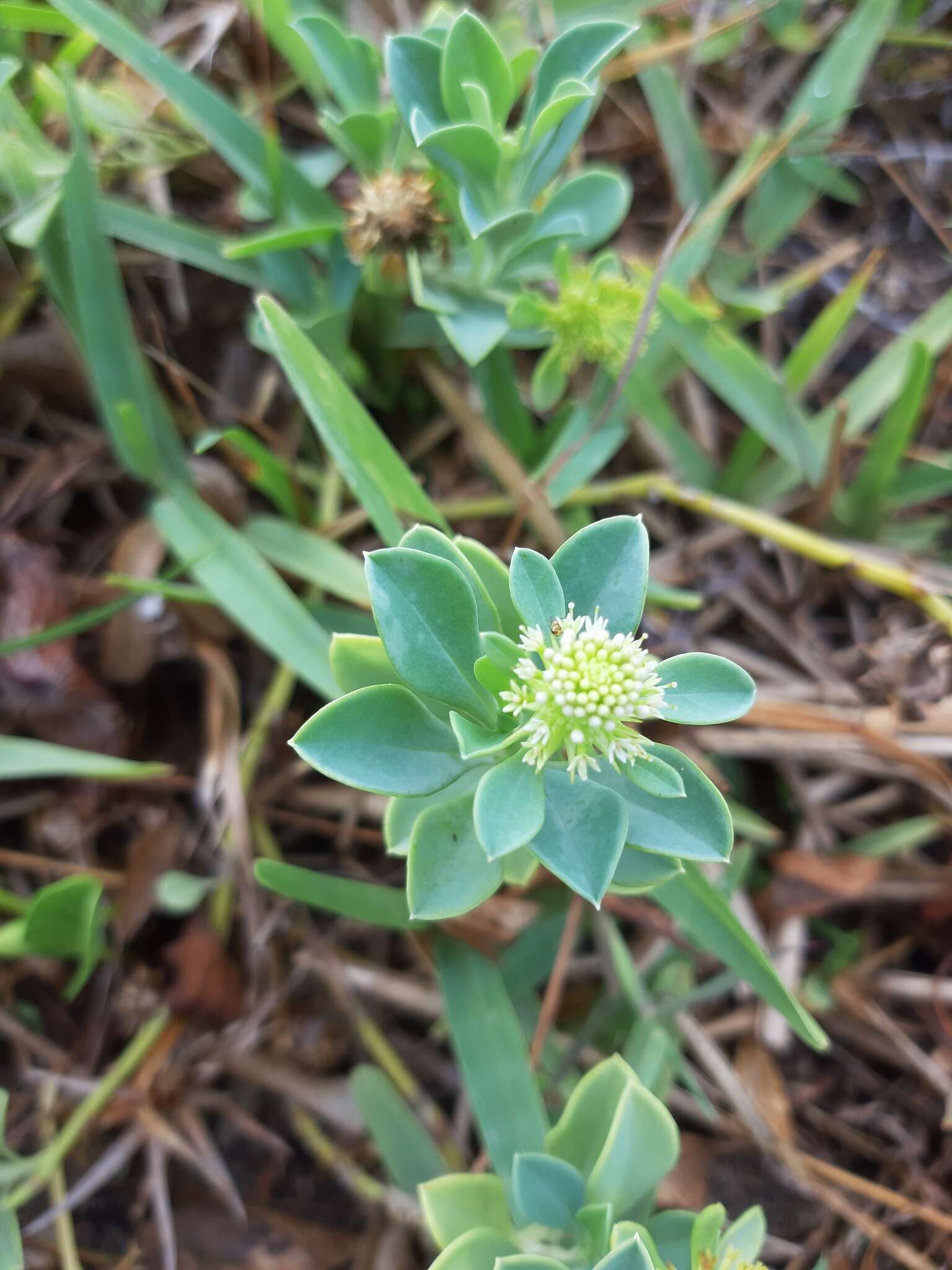 Image of Acicarpha bonariensis