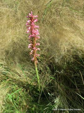 Image de Satyrium macrophyllum Lindl.