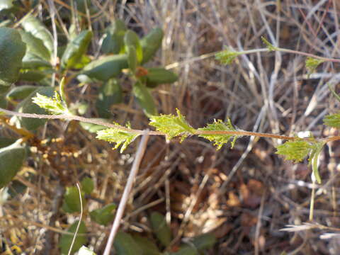 Image de Calycadenia pauciflora A. Gray