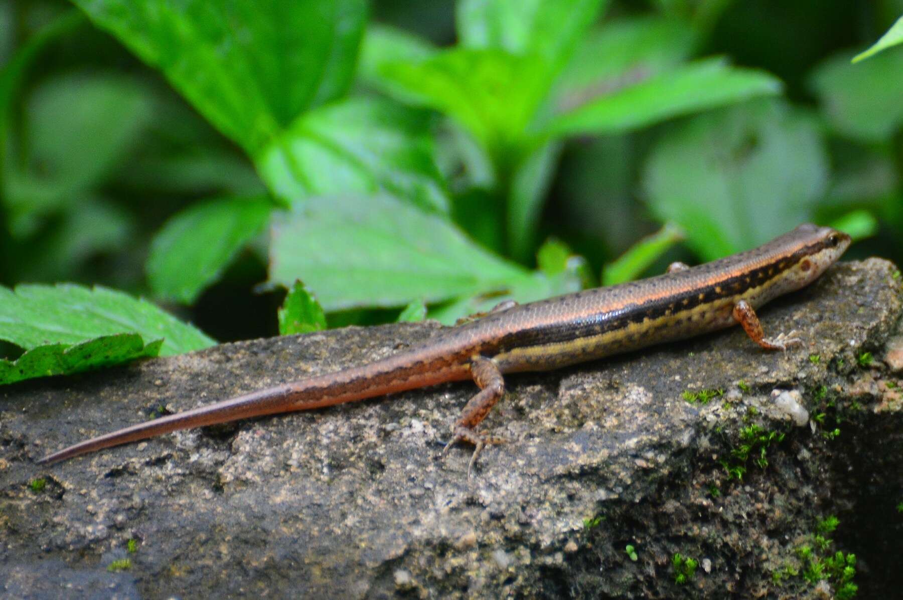 Imagem de Sphenomorphus maculatus (Blyth 1853)