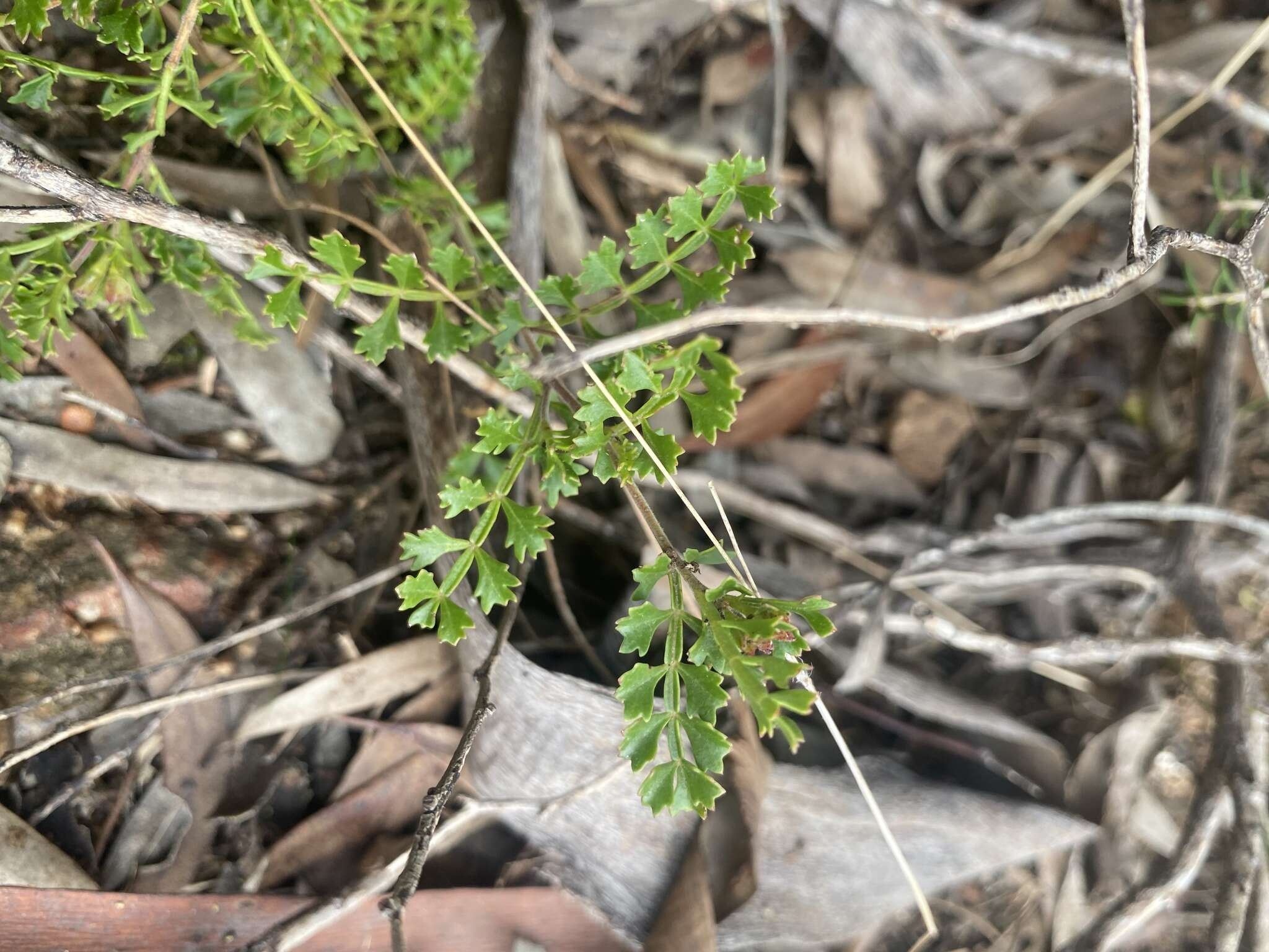 Image de Dodonaea humilis Endl.